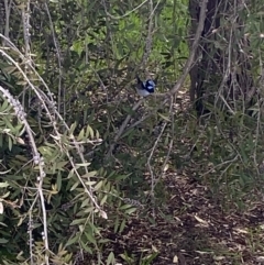 Malurus cyaneus (Superb Fairywren) at Jerrabomberra, NSW - 1 Oct 2021 by Steve_Bok