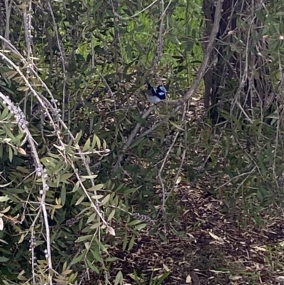 Malurus cyaneus (Superb Fairywren) at Jerrabomberra, NSW - 1 Oct 2021 by SteveBorkowskis