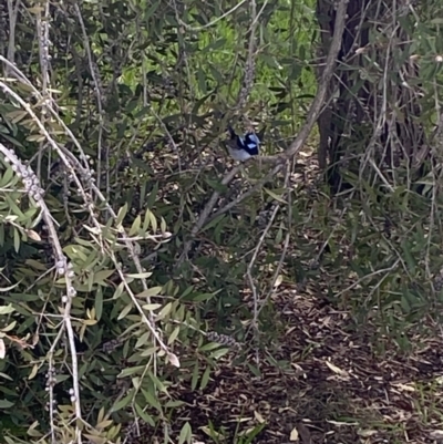 Malurus cyaneus (Superb Fairywren) at Jerrabomberra, NSW - 1 Oct 2021 by Steve_Bok