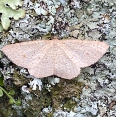 Epicyme rubropunctaria (Red-spotted Delicate) at Jerrabomberra, NSW - 1 Oct 2021 by SteveBorkowskis