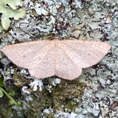 Epicyme rubropunctaria (Red-spotted Delicate) at Jerrabomberra, NSW - 1 Oct 2021 by Steve_Bok