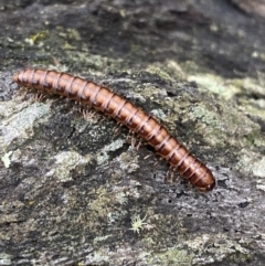 Paradoxosomatidae sp. (family) (Millipede) at QPRC LGA - 1 Oct 2021 by Steve_Bok