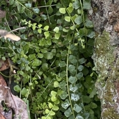 Asplenium flabellifolium (Necklace Fern) at Jerrabomberra, NSW - 1 Oct 2021 by Steve_Bok