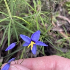 Stypandra glauca (Nodding Blue Lily) at Jerrabomberra, NSW - 1 Oct 2021 by SteveBorkowskis