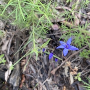 Stypandra glauca at Jerrabomberra, NSW - 1 Oct 2021