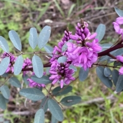 Indigofera australis subsp. australis (Australian Indigo) at Jerrabomberra, NSW - 1 Oct 2021 by Steve_Bok