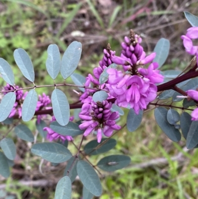 Indigofera australis subsp. australis (Australian Indigo) at Jerrabomberra, NSW - 1 Oct 2021 by SteveBorkowskis