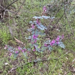 Indigofera australis subsp. australis at Jerrabomberra, NSW - 1 Oct 2021