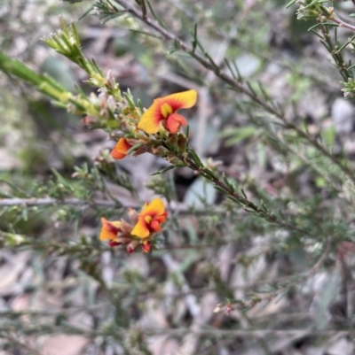 Dillwynia sericea (Egg And Bacon Peas) at Jerrabomberra, NSW - 1 Oct 2021 by SteveBorkowskis