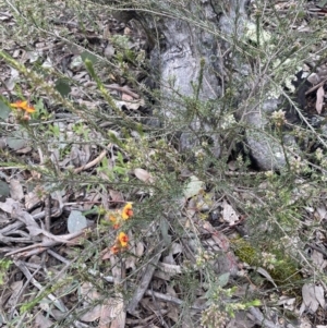 Dillwynia sericea at Jerrabomberra, NSW - 1 Oct 2021 02:32 PM