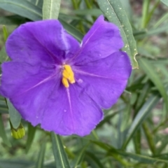 Solanum linearifolium (Kangaroo Apple) at Jerrabomberra, NSW - 1 Oct 2021 by SteveBorkowskis