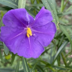 Solanum linearifolium at Jerrabomberra, NSW - 1 Oct 2021