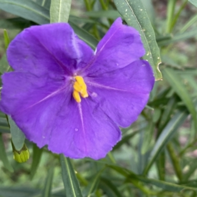 Solanum linearifolium (Kangaroo Apple) at Jerrabomberra, NSW - 1 Oct 2021 by SteveBorkowskis