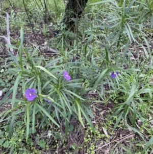 Solanum linearifolium at Jerrabomberra, NSW - 1 Oct 2021