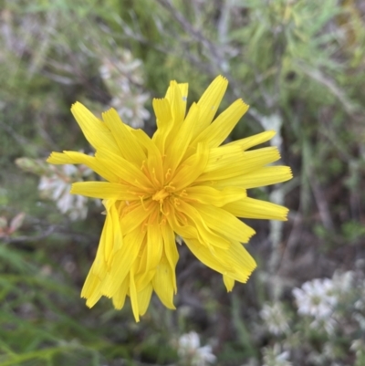 Microseris walteri (Yam Daisy, Murnong) at Jerrabomberra, NSW - 1 Oct 2021 by SteveBorkowskis