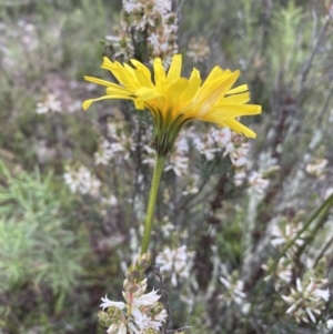 Microseris walteri at Jerrabomberra, NSW - 1 Oct 2021