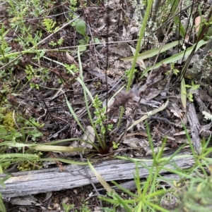 Microseris walteri at Jerrabomberra, NSW - 1 Oct 2021