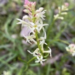 Stackhousia monogyna (Creamy Candles) at Jerrabomberra, NSW - 1 Oct 2021 by SteveBorkowskis