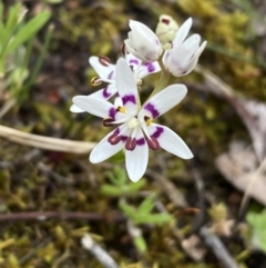 Wurmbea dioica subsp. dioica (Early Nancy) at Jerrabomberra, NSW - 1 Oct 2021 by Steve_Bok