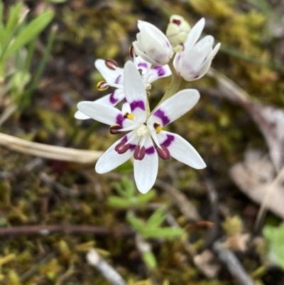 Wurmbea dioica subsp. dioica (Early Nancy) at Jerrabomberra, NSW - 1 Oct 2021 by SteveBorkowskis