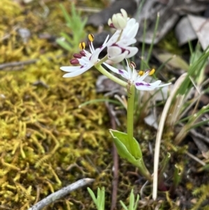 Wurmbea dioica subsp. dioica at Jerrabomberra, NSW - 1 Oct 2021