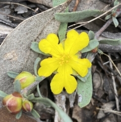 Hibbertia obtusifolia (Grey Guinea-flower) at Jerrabomberra, NSW - 1 Oct 2021 by SteveBorkowskis