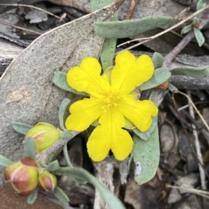 Hibbertia obtusifolia at Jerrabomberra, NSW - 1 Oct 2021 02:34 PM