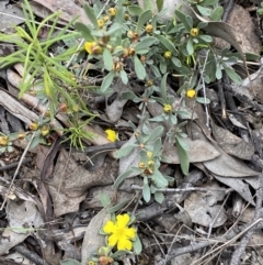 Hibbertia obtusifolia at Jerrabomberra, NSW - 1 Oct 2021 02:34 PM