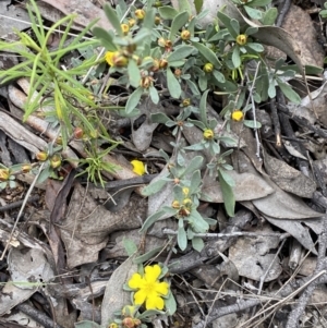 Hibbertia obtusifolia at Jerrabomberra, NSW - 1 Oct 2021