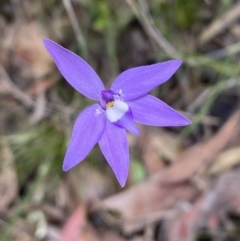 Glossodia major (Wax Lip Orchid) at Jerrabomberra, NSW - 1 Oct 2021 by SteveBorkowskis