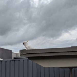 Cacatua galerita at East Albury, NSW - suppressed