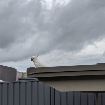 Cacatua galerita (Sulphur-crested Cockatoo) at Albury - 30 Sep 2021 by Darcy