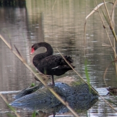 Cygnus atratus (Black Swan) at Albury - 1 Oct 2021 by Darcy