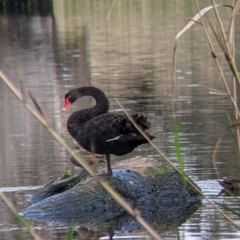 Cygnus atratus (Black Swan) at Splitters Creek, NSW - 1 Oct 2021 by Darcy