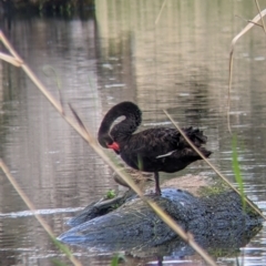 Cygnus atratus at Splitters Creek, NSW - 1 Oct 2021