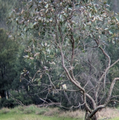 Todiramphus sanctus (Sacred Kingfisher) at Splitters Creek, NSW - 1 Oct 2021 by Darcy