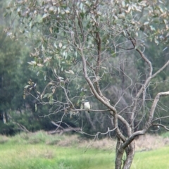 Todiramphus sanctus at Splitters Creek, NSW - 1 Oct 2021 03:00 PM