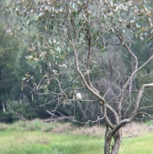 Todiramphus sanctus at Splitters Creek, NSW - 1 Oct 2021