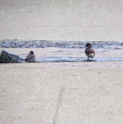 Aythya australis (Hardhead) at Splitters Creek, NSW - 1 Oct 2021 by Darcy