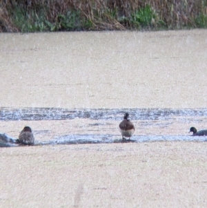 Aythya australis at Splitters Creek, NSW - 1 Oct 2021