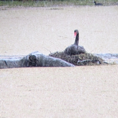 Cygnus atratus (Black Swan) at Wonga Wetlands - 1 Oct 2021 by Darcy