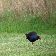 Porphyrio melanotus (Australasian Swamphen) at Wonga Wetlands - 1 Oct 2021 by Darcy