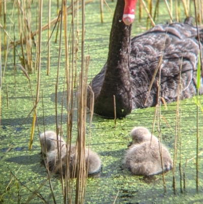 Cygnus atratus (Black Swan) at Wonga Wetlands - 1 Oct 2021 by Darcy