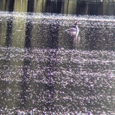 Podiceps cristatus (Great Crested Grebe) at Wonga Wetlands - 1 Oct 2021 by Darcy