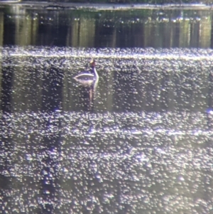 Podiceps cristatus at Splitters Creek, NSW - 1 Oct 2021 03:46 PM