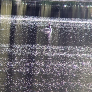 Podiceps cristatus at Splitters Creek, NSW - 1 Oct 2021