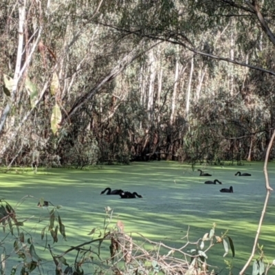 Cygnus atratus (Black Swan) at Wonga Wetlands - 1 Oct 2021 by Darcy