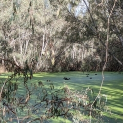 Cygnus atratus at Splitters Creek, NSW - 1 Oct 2021