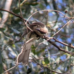 Philemon citreogularis (Little Friarbird) at Wonga Wetlands - 1 Oct 2021 by Darcy