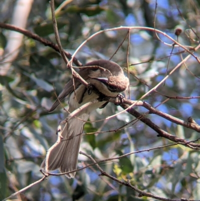 Philemon citreogularis (Little Friarbird) at Splitters Creek, NSW - 1 Oct 2021 by Darcy